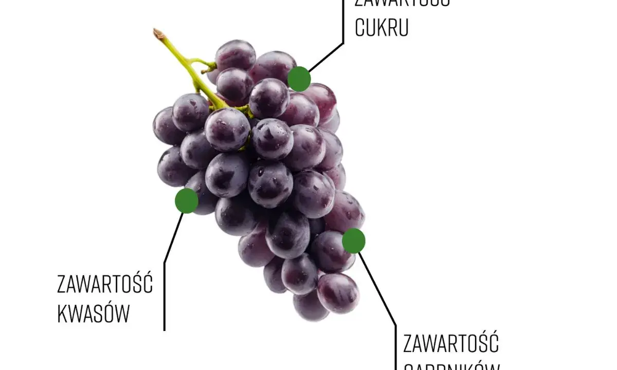 Kiedy dojrzewa winogron, zmienia się jego zawartość cukru, kwasów i garbników.
