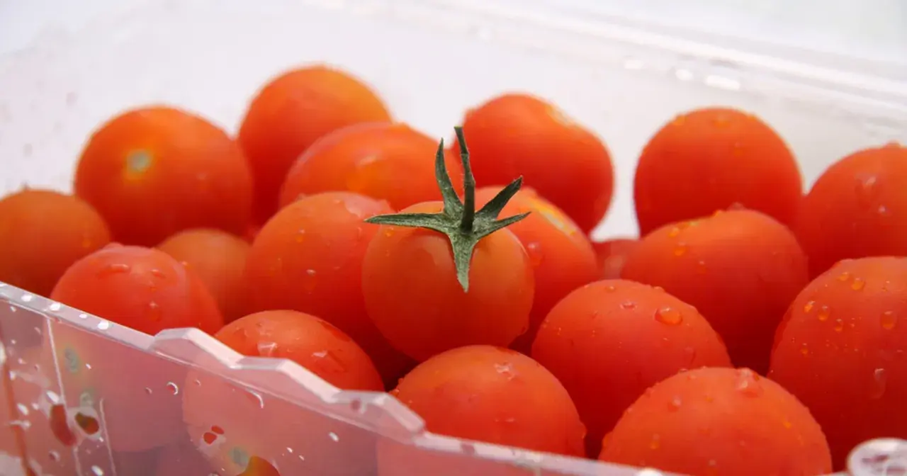 Soczyste pomidorki koktajlowe w plastikowym opakowaniu. Dowiedz się, jak przechowywać pomidory, by zachowały świeżość.