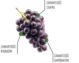 Kiedy dojrzewa winogron, zmienia się jego zawartość cukru, kwasów i garbników.