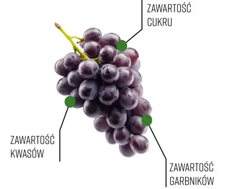 Kiedy dojrzewa winogron, zmienia się jego zawartość cukru, kwasów i garbników.