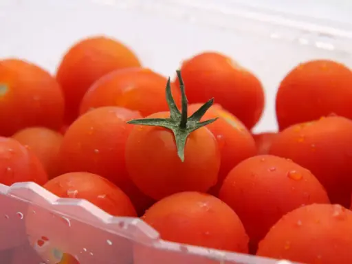 Soczyste pomidorki koktajlowe w plastikowym opakowaniu. Dowiedz się, jak przechowywać pomidory, by zachowały świeżość.