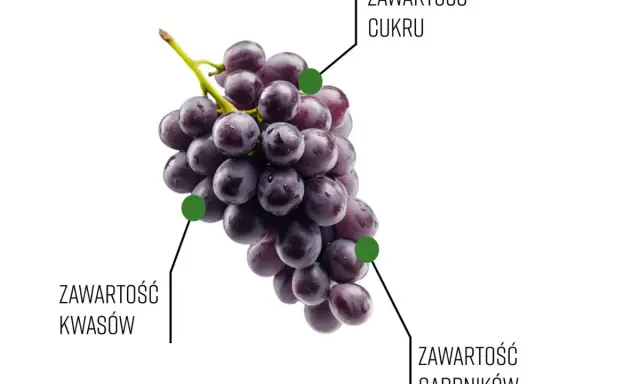 Kiedy dojrzewa winogron, zmienia się jego zawartość cukru, kwasów i garbników.