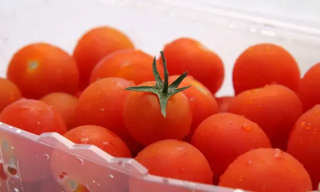 Soczyste pomidorki koktajlowe w plastikowym opakowaniu. Dowiedz się, jak przechowywać pomidory, by zachowały świeżość.