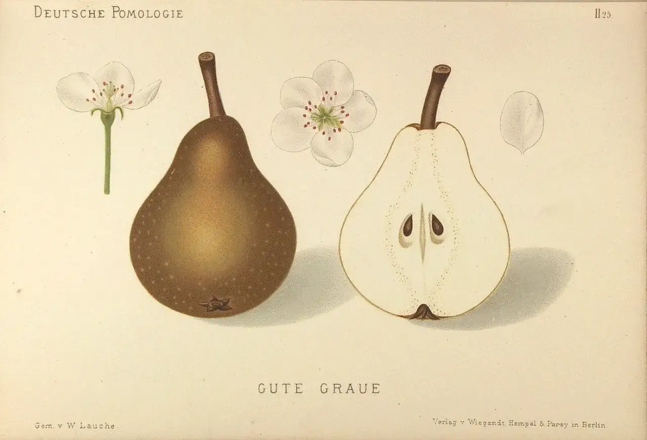 Ilustracja przedstawia różne rodzaje gruszek, w tym całą gruszkę i przekrój, a także kwiaty gruszy.
